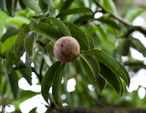 Chicle or Sapodilla tree.  Manilkara zapota IMG_2361.jpg