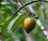 The edible Egg Fruit. Pouteria  tear drop form IMG_1989.jpg