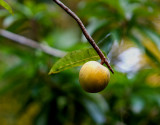 The edible Egg Fruit. Pouteria campechiana Sapotaceae round form IMG_2033.jpg