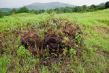 A pile of rocks left from when the Japanese farmed the area before WWII. IMG_4959.jpg