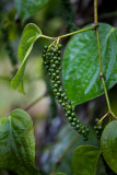 Sei's Black Pepper Farm. Striving to become certified organic.