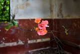 Growing from outside a building built in 1918, that is crumbling. L1017829.jpg