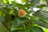 A tree approximately 20 meters high and leaves that smell like wintergreen when broken. L1017931.jpg