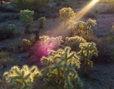 the Desert - Tucson, Arizona