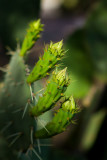Young cactus flowers. IMG_7479.jpg