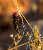 Iron Cross blister beetle IMG_7505.jpg