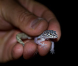 Tucson banded gecko. Not so common any longer. IMG_7546.jpg