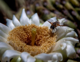 Saguaro cactus flower and hover fly. IMG_1286.jpg