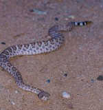 Western Diamondback rattlesnake. Crotulus atrox. IMG_7752.jpg