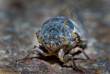 Cicada IMG_7857.jpg