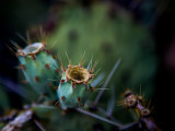 Cactus fruit. IMG_2101.jpg