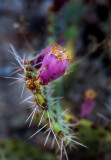 Cactus Fruit. IMG_2113.jpg