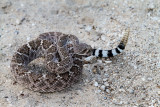 Western Diamondback Rattlesnake. Crotalus atrox  IMG_8721.jpg