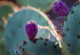 Cactus fruit. IMG_8730.jpg