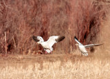 2 Snow Geese incoming