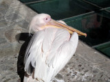 Mykonos Pelican
