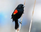 Blackbird, Red-winged