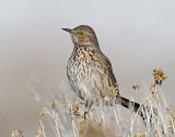 Sage Thrasher