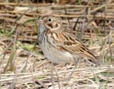 Sparrow, Vesper