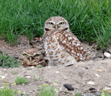 Owls, Burrowing