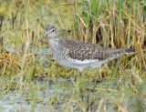 Sandpiper, Solitary