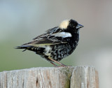 Bobolink The Rowdy of the Meadow