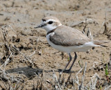 Plover, Snowy