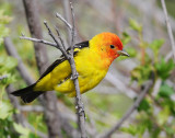 Tanager, Western