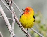 Tanager, Western