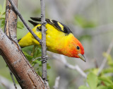 Tanager, Western