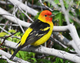 Tanager, Western