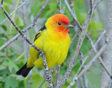 Tanager, Western