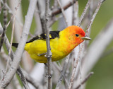 Tanager, Western