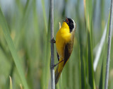 Yellowthroat, Common