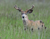 Deer, Mule (Marriott-Slaterville)