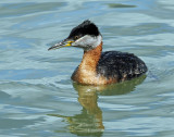 Grebe, Red-necked