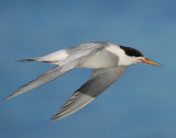Terns. Forsters