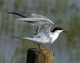 Tern, Forsters