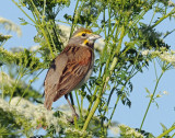 Dickcissel