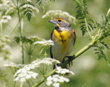 Dickcissel