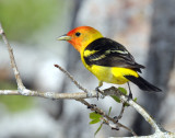 Tanager, Western