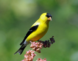 Goldfinch, American