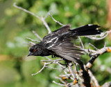 Towhee, Spotted