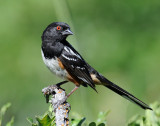 Towhee, Spotted