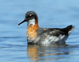 Phalarope, Red-necked