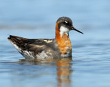 Phalarope, Red-necked