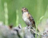 Sparrow, Grasshopper (Juvenile)