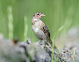 Sparrow, Grasshopper (Juvenile)