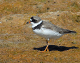 Plover, Semipalmated