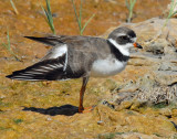 Plover, Semipalmated
